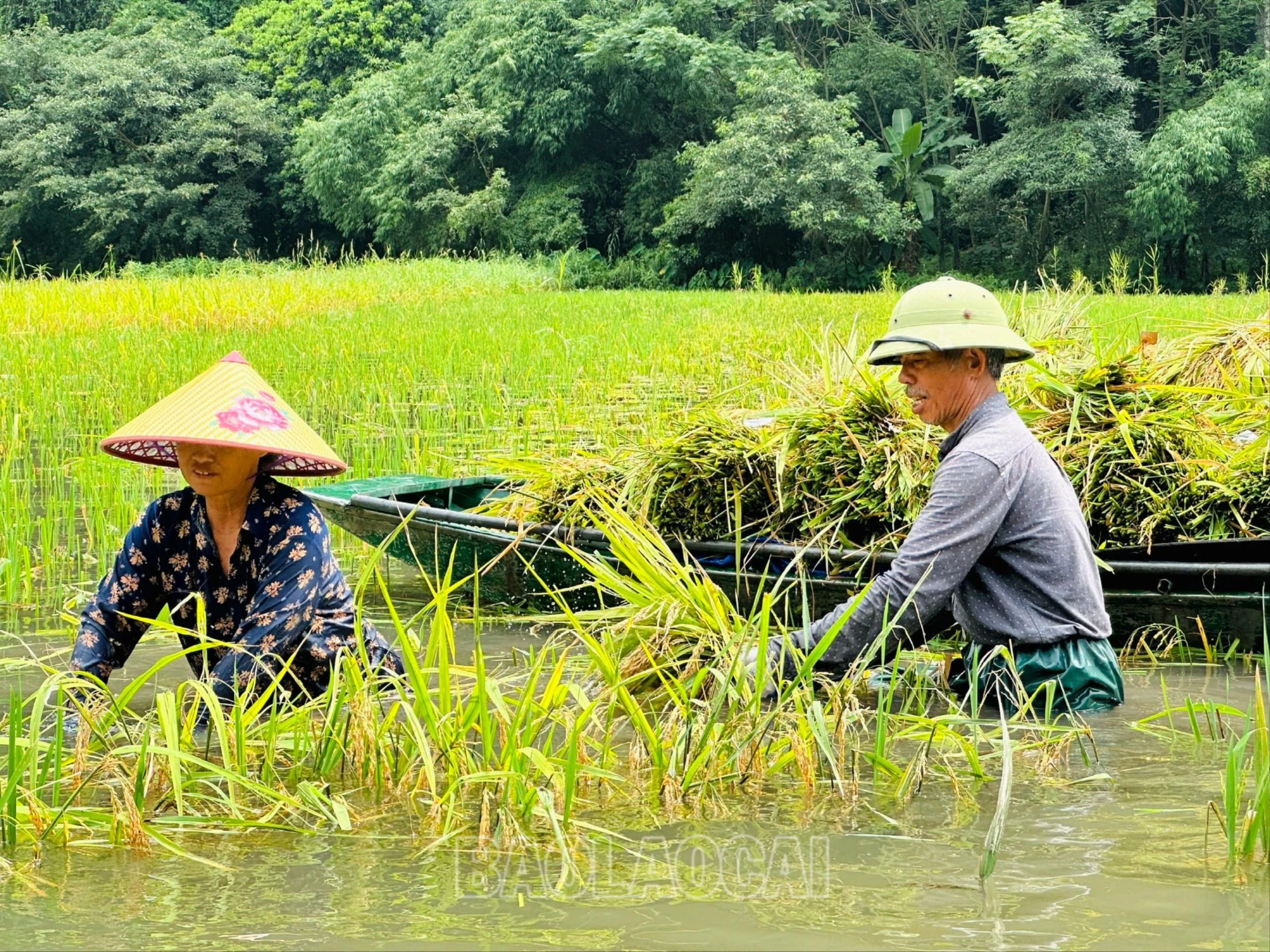 Bác chèo thuyền vừa đều chân điều khiển hai mái chèo vừa giới thiệu cho chúng tôi biết về cách người dân xã Ninh Hải nơi đây canh tác lúa trên sông Ngô Đồng. Bác chèo thuyền cho hay, để cấy được lúa ở dòng sông nước ngập cao như vậy, trước khi cấy phải tháo và xả cạn bớt nước sông đi, sau đó mới dâng nước cao dần theo sự sinh trưởng của cây lúa… Ghé vào một khoảnh ruộng có chiếc thuyền chất đầy những bó lúa, chúng tôi gặp hai bác nông dân đang ngâm mình trong nước, nhanh tay cắt những bông lúa chín, bó lại để lên thuyền. Trò chuyện với hai bác, chúng tôi được biết: Năm nay thời tiết thuận nên lúa cũng được mùa. Gia đình bác cũng như nhiều gia đình ở đây thường cấy giống lúa Tạp giao, thân cao, mỗi sào mỗi vụ cũng thu được ngót 2 tạ thóc.