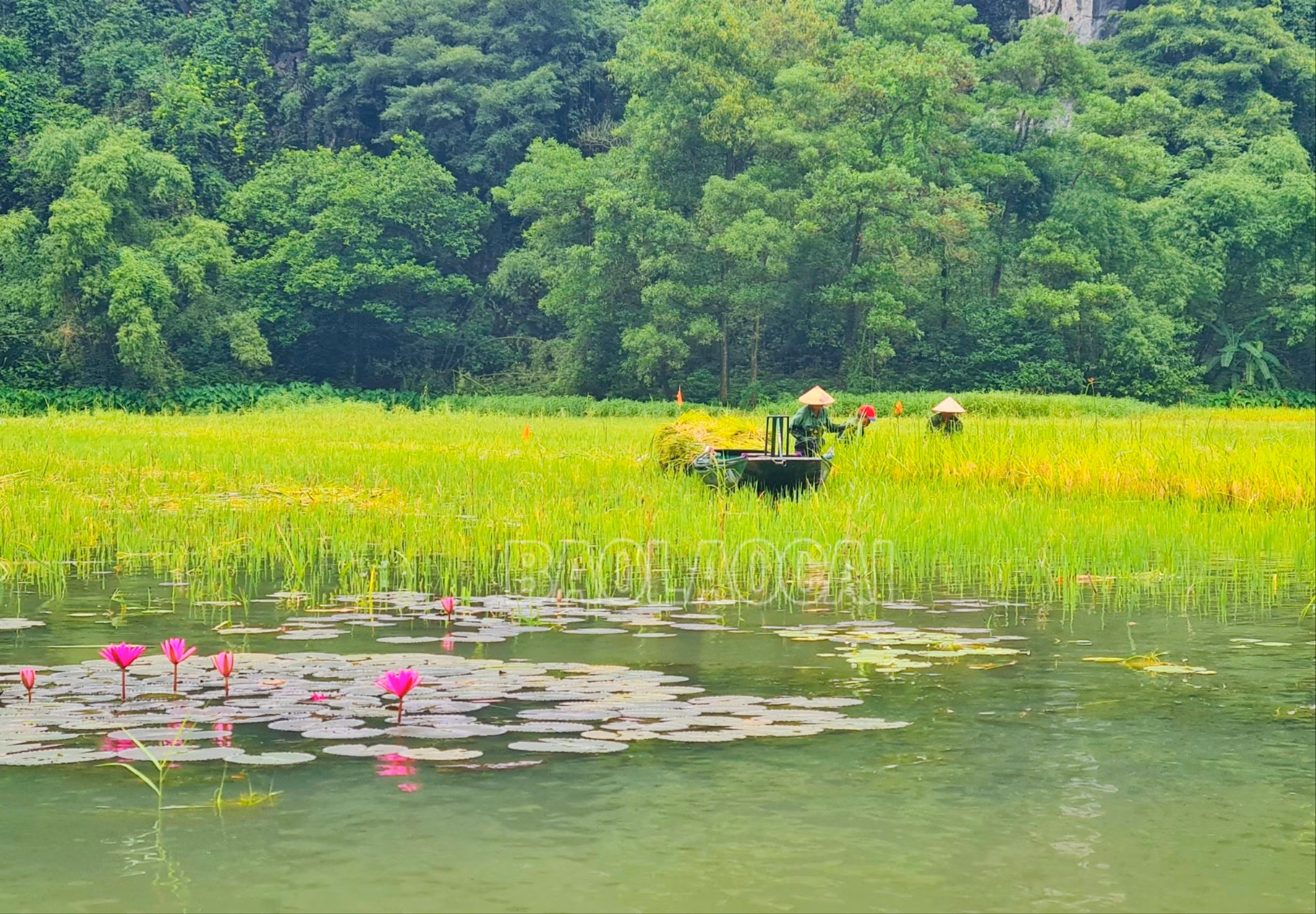 Cùng với cấy lúa, trên sông người dân còn trồng thêm những vạt hoa súng “làm duyên” cho du khách chụp ảnh.