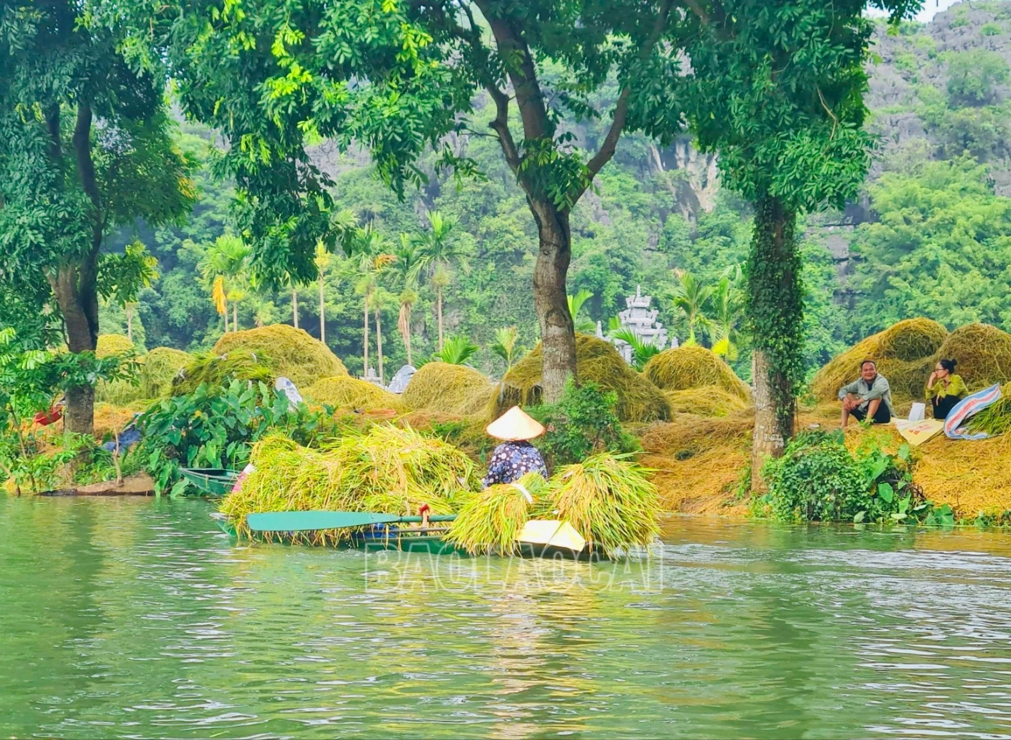 Cánh đồng lúa Tam Cốc như tấm thảm vàng óng mênh mông uốn lượn theo dòng sông Ngô Đồng nằm trong thung lũng bao quanh bởi các núi đá vôi trùng điệp. Mùa gặt, người dân cố đô phải chèo thuyền đến ruộng, ngâm mình dưới nước cắt từng bông lúa, bó lại cho lên thuyền, chở về để tuốt và phơi.