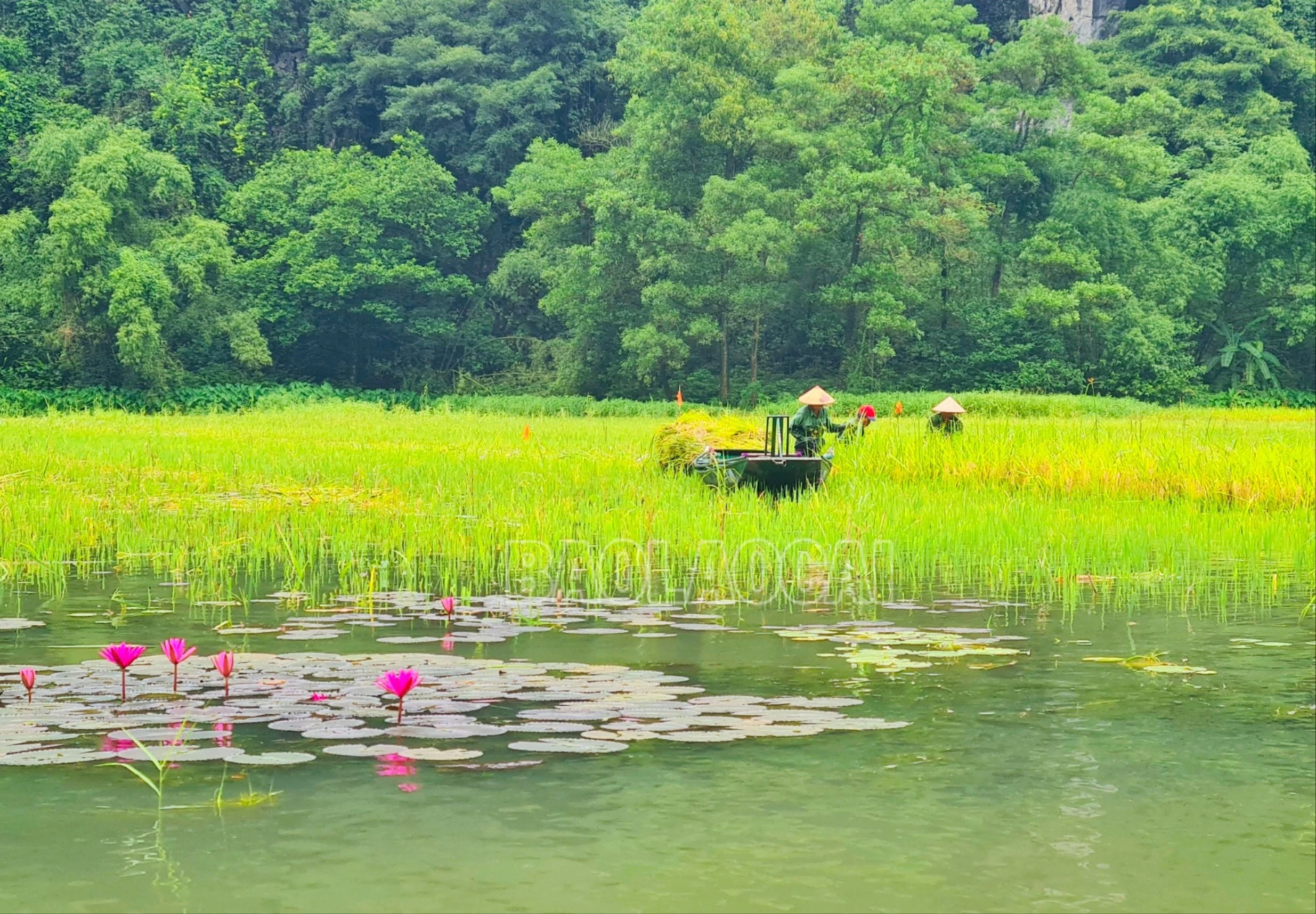 Cùng với cấy lúa, trên sông người dân còn trồng thêm những vạt hoa súng “làm duyên” cho du khách chụp ảnh.