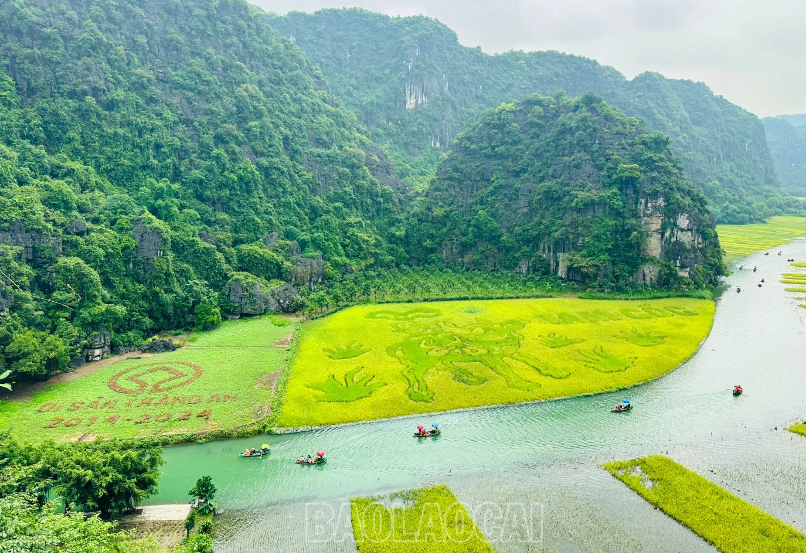 Trong những cánh đồng lúa Tam Cốc, người dân nơi đây đã dành ra chục nghìn mét vuông ruộng để cấy lúa tạo hình thành bức tranh lúa khổng lồ theo tích tranh dân gian. Năm trước, tôi nhớ là cánh đồng lúa tạo hình bức “Lý ngư vọng nguyệt” và năm nay là bức “Mục đồng thổi sáo”… Du khách đến đây, ai cũng muốn được leo qua Khe Giời, ngắm cảnh đồng lúa chín từ trên cao và ghi lại những khoảnh khắc mùa vàng tuyệt đẹp của cánh đồng đặc biệt này.