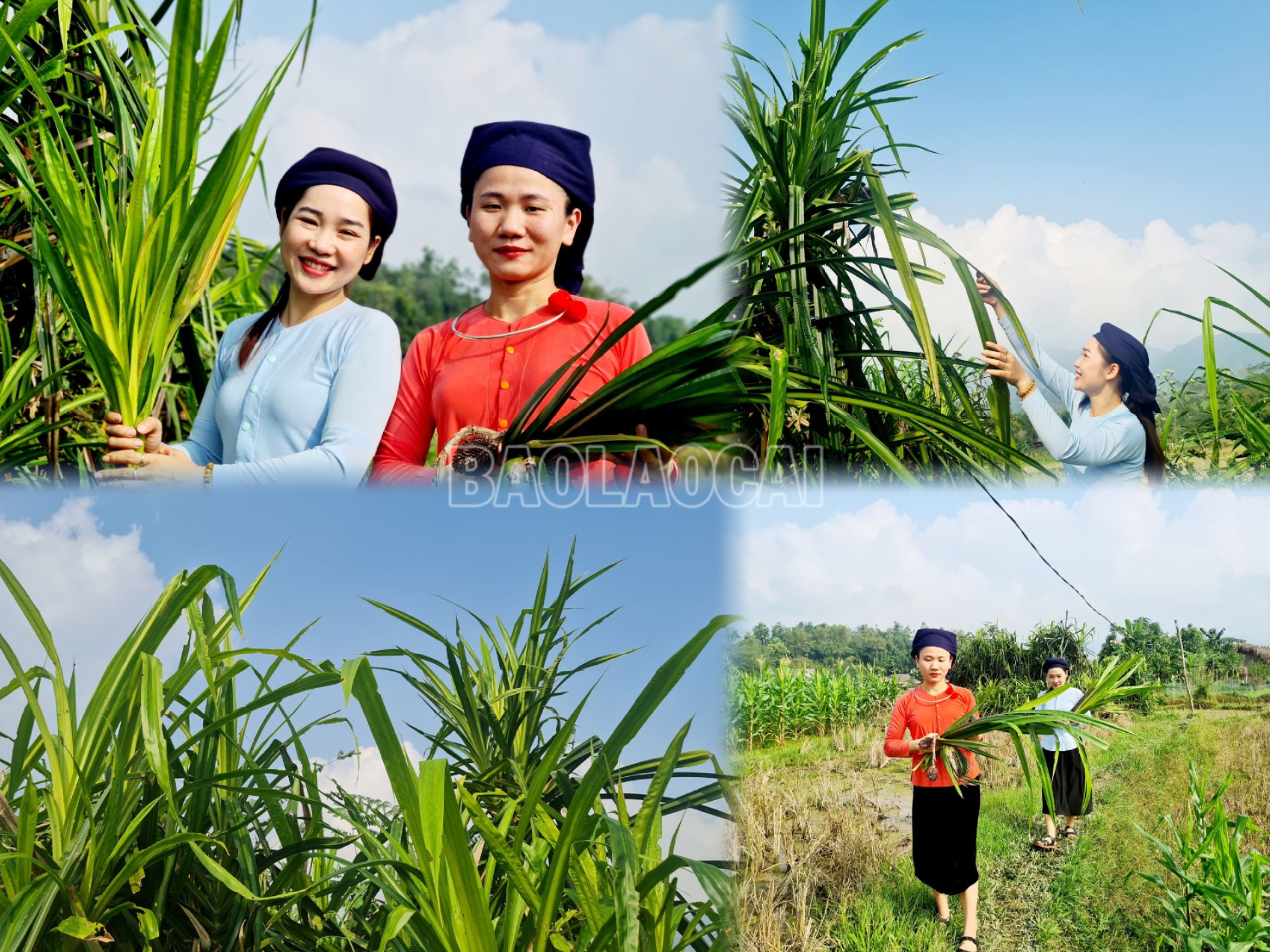 Cây dứa rừng còn gọi là dứa dại, là loại cây mọc hoang trên rừng. Dứa rừng có lá hình thuôn, dài, mềm mượt nhưng bền dai, phù hợp để làm đế yến. ĐÁNH YẾN (5).jpg