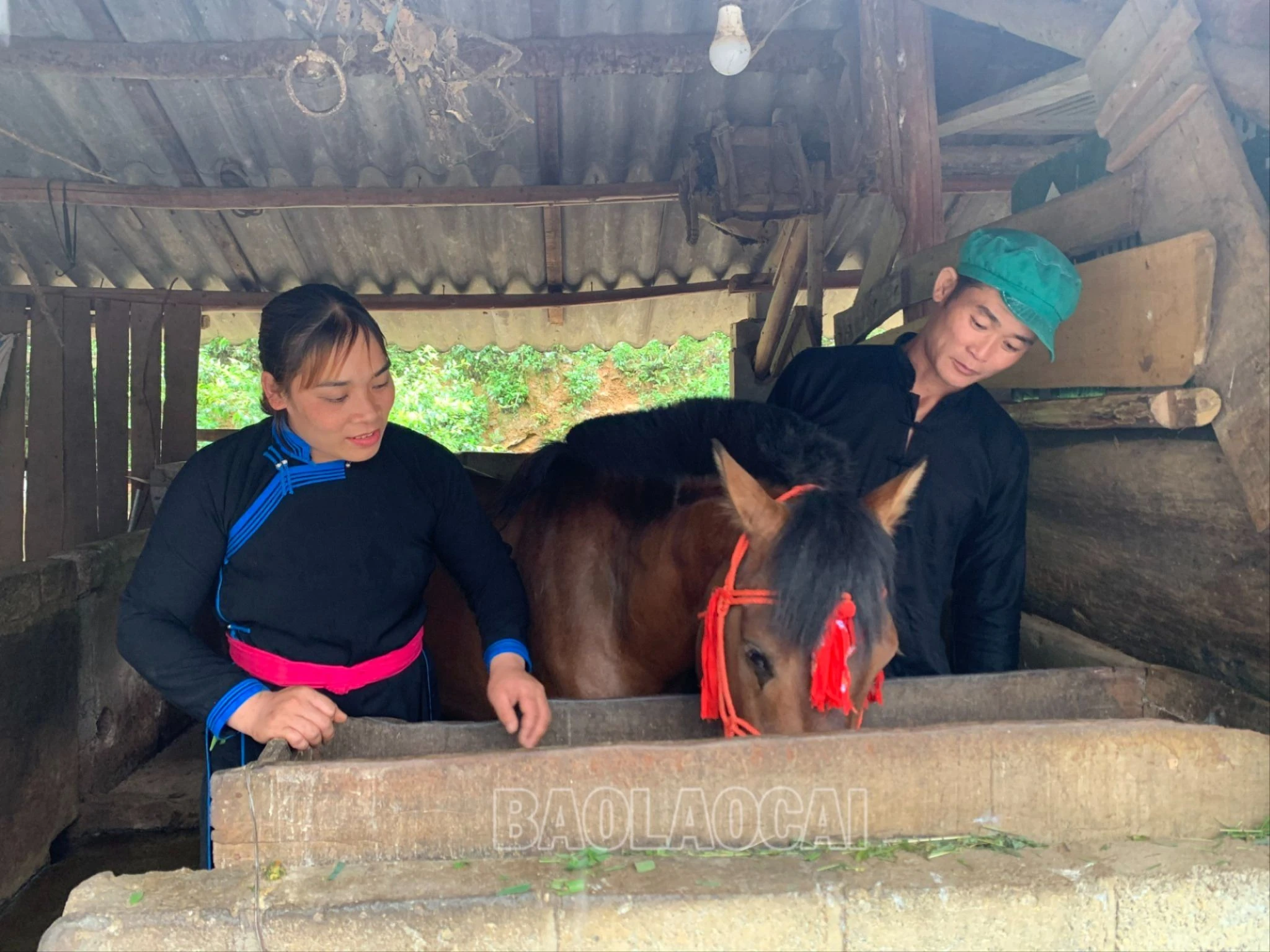 Chị Vàng Thị Hồng và chồng là Lâm Văn Nam, ở thôn Na Pắc Ngam, xã Tà Chải chăm sóc ngựa trước giải đua..jpg