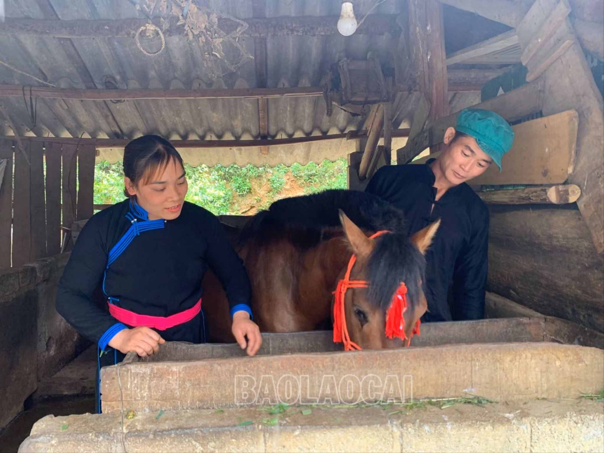 Chị Vàng Thị Hồng và chồng là Lâm Văn Nam, ở thôn Na Pắc Ngam, xã Tà Chải chăm sóc ngựa trước giải đua..jpg