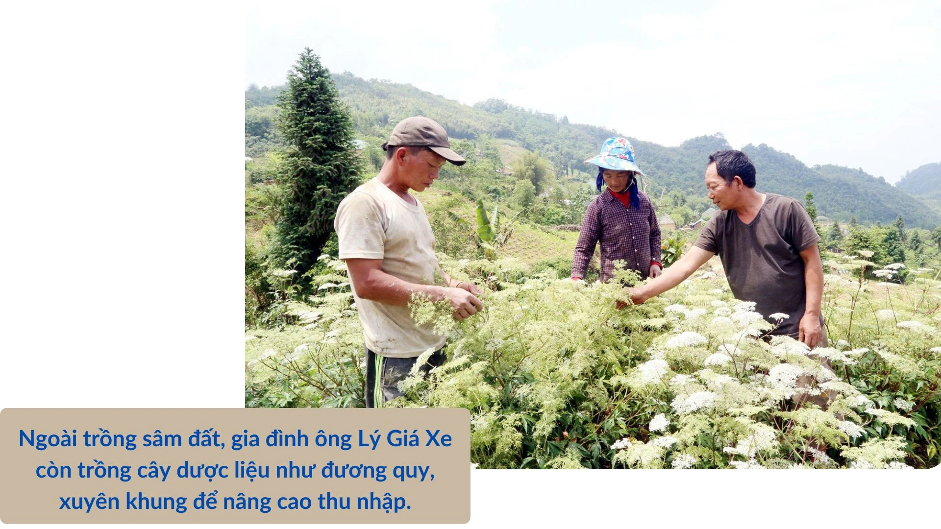 Ông “ vua sâm đất”.jpg