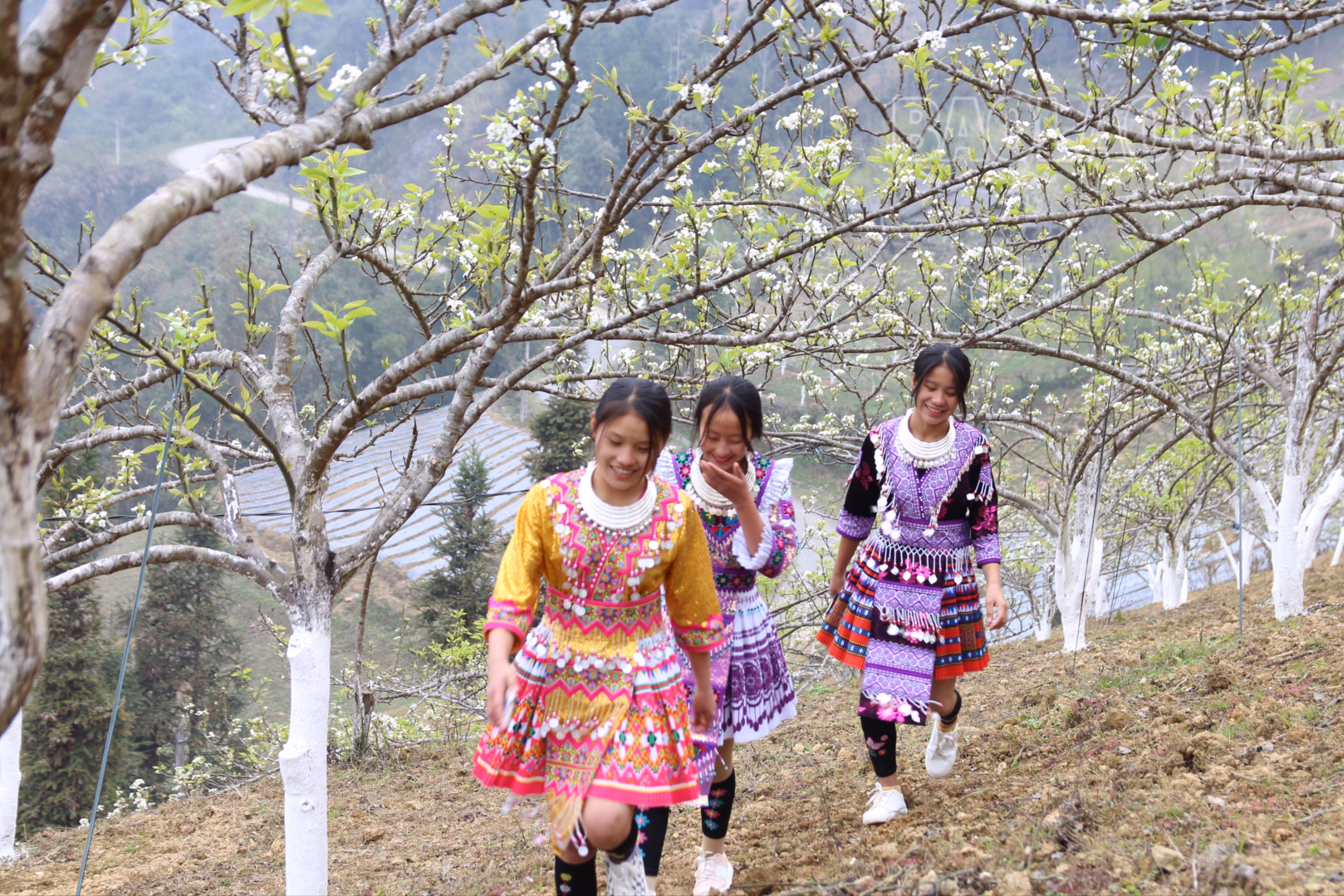 Đây là năm đầu tiên Hoàng Thu Phố tổ chức lễ hội để người dân và du khách trải nghiệm.JPG