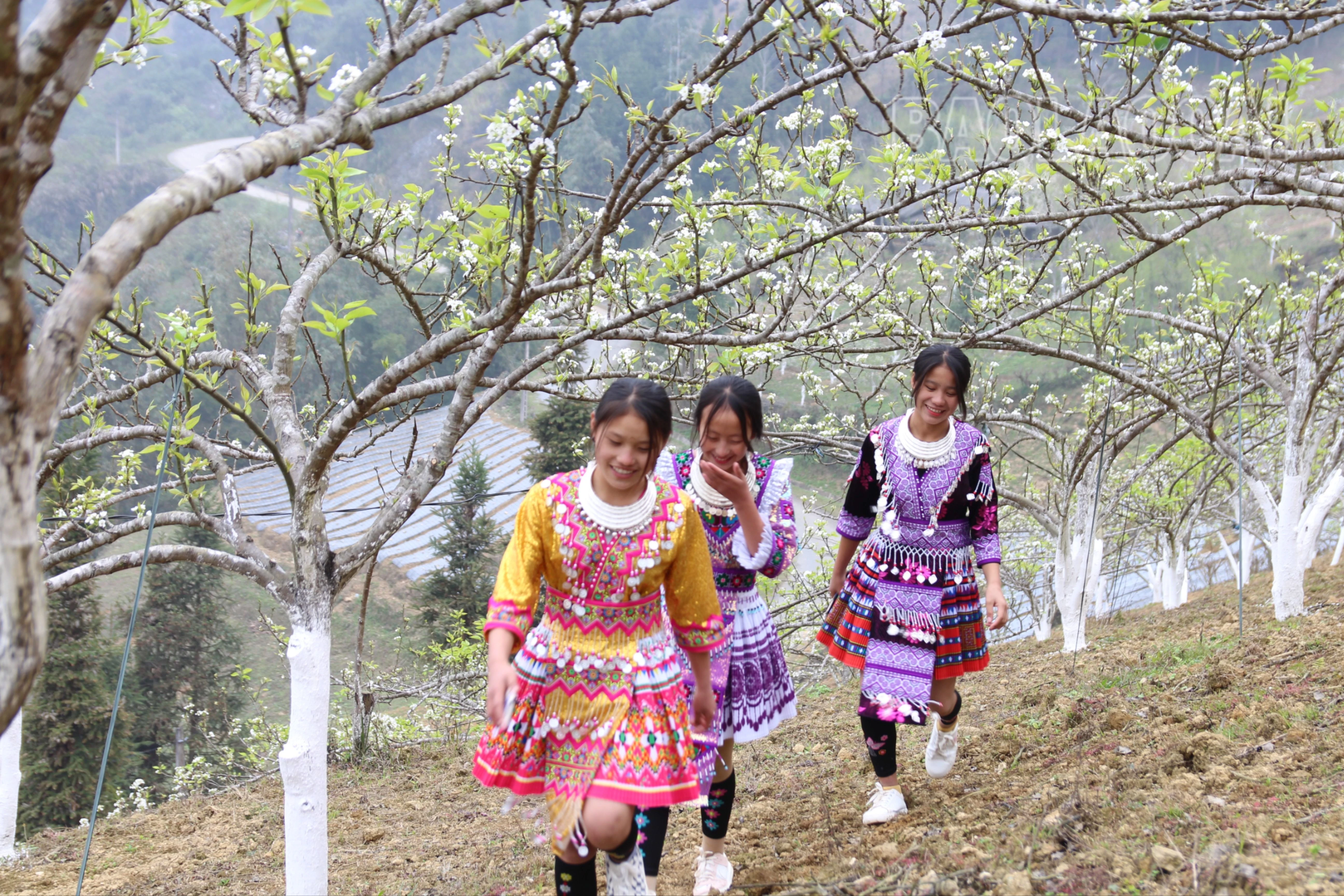 Đây là năm đầu tiên Hoàng Thu Phố tổ chức lễ hội để người dân và du khách trải nghiệm.JPG