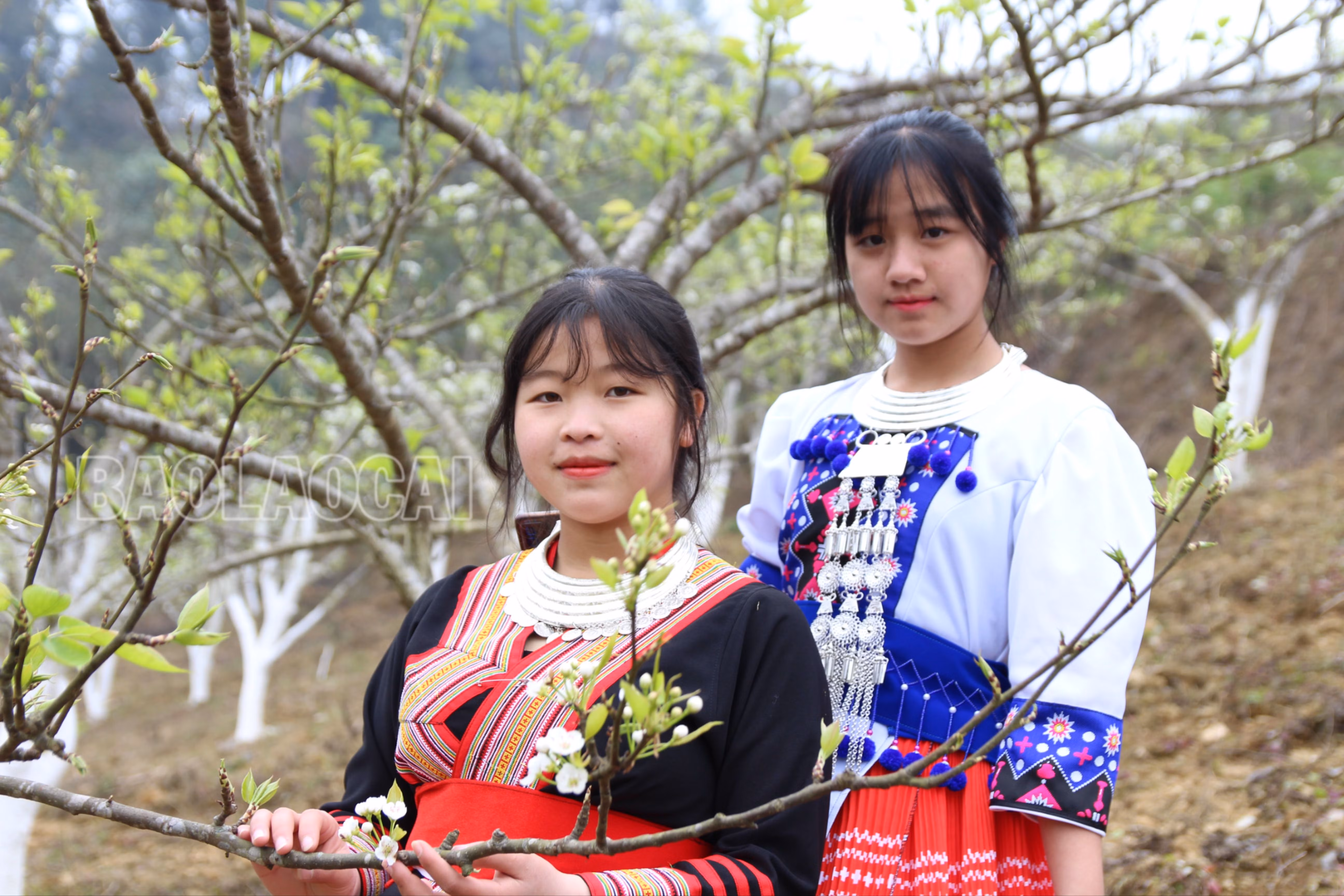 Những thiếu nữ Mông check - in bên vườn lê trắng tại địa phương.JPG