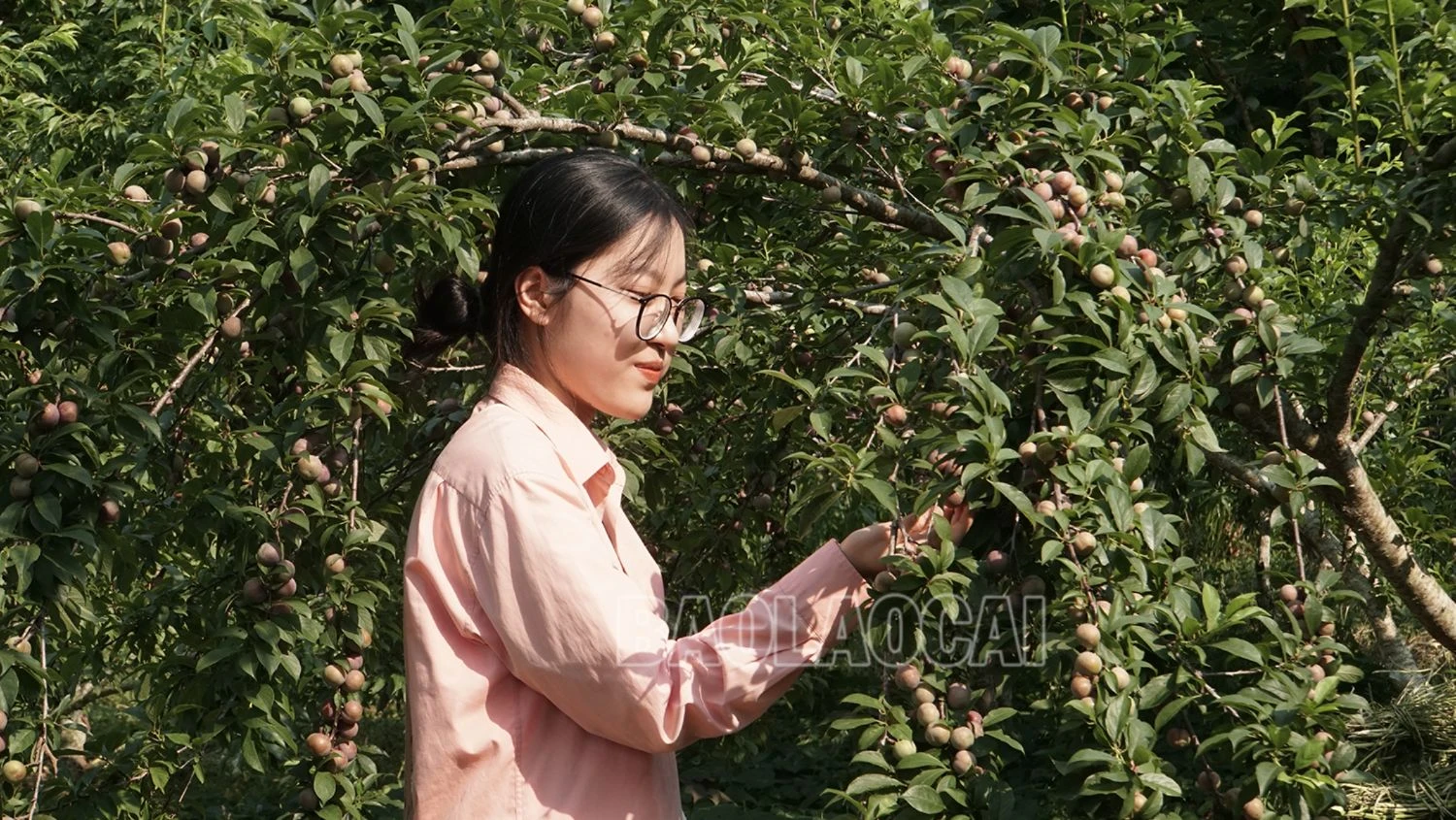 Du khách trải nghiệm hái mận tại vườn (2)_.png