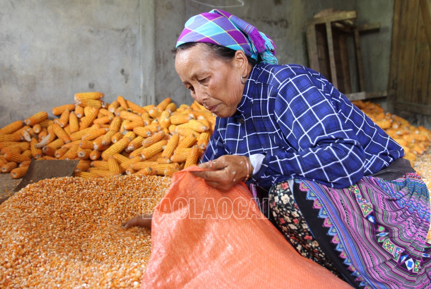Từng bước thay đổi nếp nghĩ, cách làm, đời sống của bà con, hội viên phụ nữ xã Thào Chư Phìn đang dần khởi sắc. Bà con chỉnh trang, dọn dẹp nhà cửa, đường làng, ngõ xóm sạch, đẹp và hăng hái trong lao động, sản xuất. Trong ảnh: Bà Vàng Thị Cở bảo quản số ngô đã được phơi khô. 7..jpg