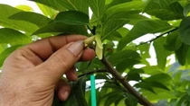 Thụ phấn cho na - mang về mùa quả ngọt