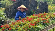 Hàm Rồng rực rỡ sắc hoa