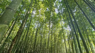 [Ảnh] Ngát xanh đồi trúc A Lù