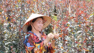 Phát động Cuộc thi “Phụ nữ làm chủ - Thắp lửa thành công” năm 2025