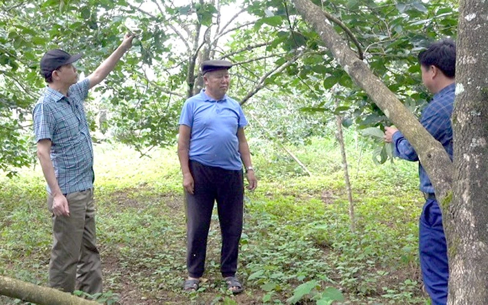 Cây giống mới giúp làm giàu nhà nông Mù Cang Chải ảnh 1