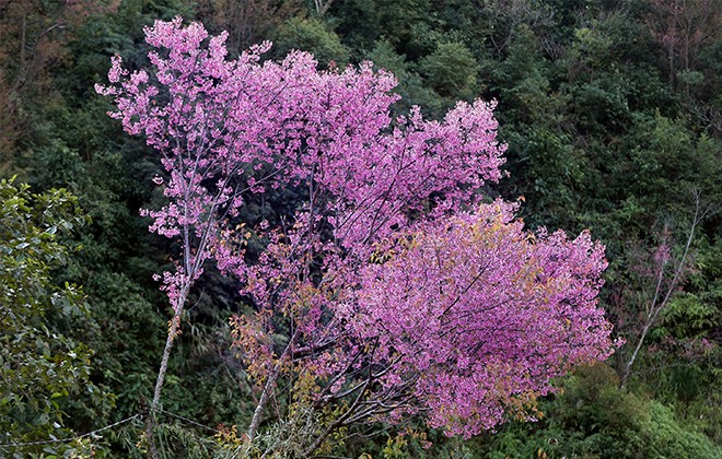 Khai mạc Lễ hội hoa Tớ dày huyện Mù Cang Chải lần đầu tiên, năm 2022 ảnh 9