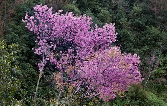 Khai mạc Lễ hội hoa Tớ dày huyện Mù Cang Chải lần đầu tiên, năm 2022 ảnh 9