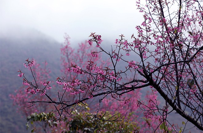 Khai mạc Lễ hội hoa Tớ dày huyện Mù Cang Chải lần đầu tiên, năm 2022 ảnh 10