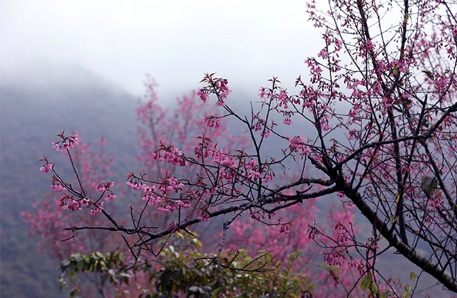 Khai mạc Lễ hội hoa Tớ dày huyện Mù Cang Chải lần đầu tiên, năm 2022 ảnh 10