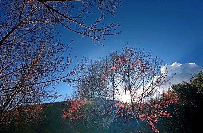 Khai mạc Lễ hội hoa Tớ dày huyện Mù Cang Chải lần đầu tiên, năm 2022 ảnh 11