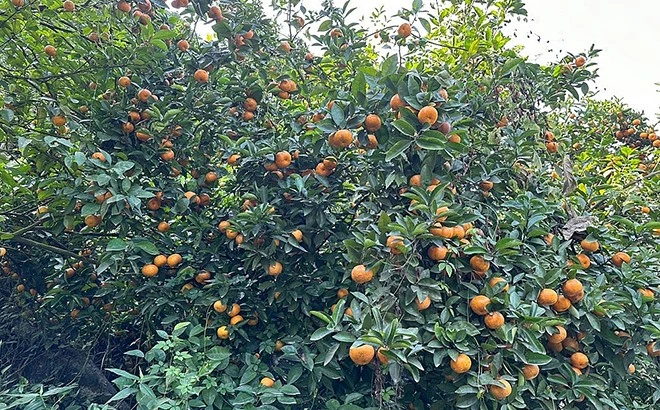 Yên Bái: Doanh nghiệp thành công, doanh nhân thành đạt ảnh 1