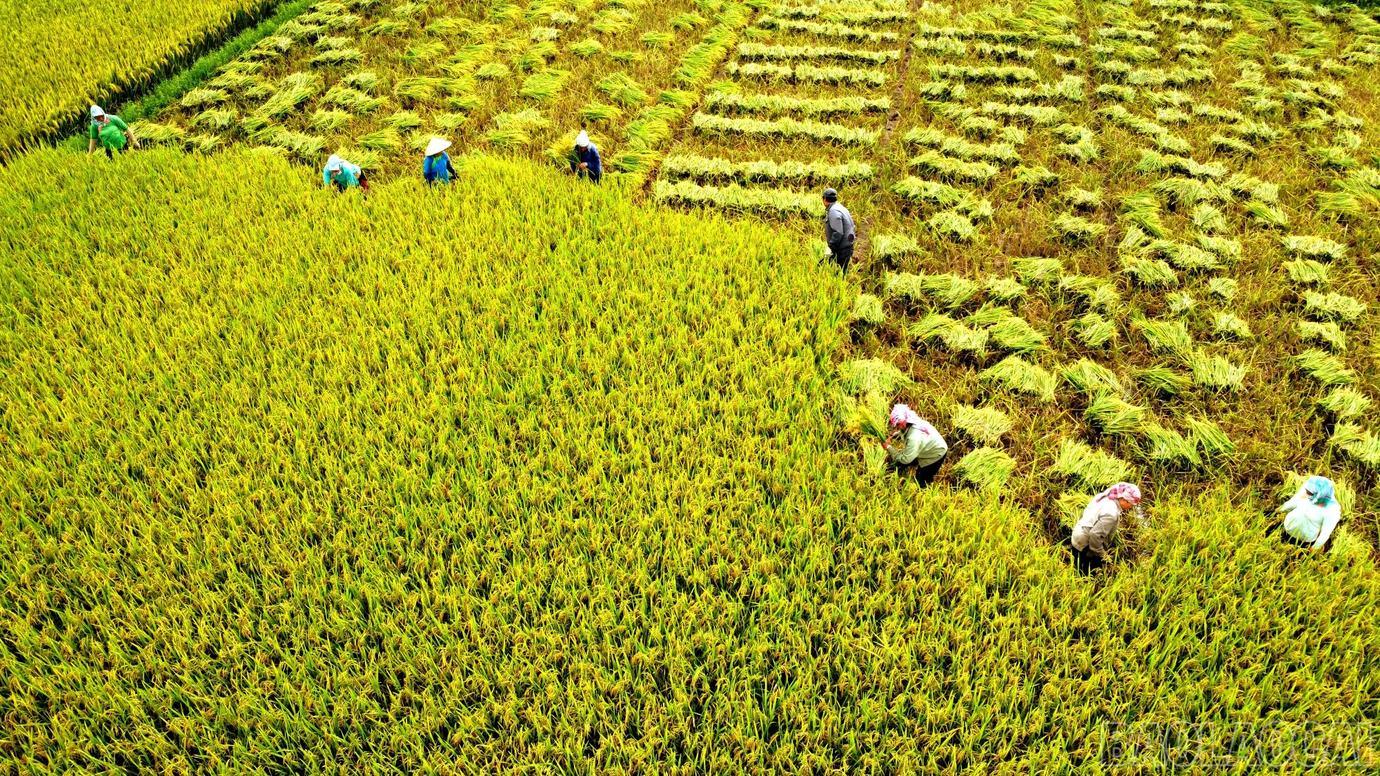 Nông dân vượt nắng nóng thu hoạch lúa xuân