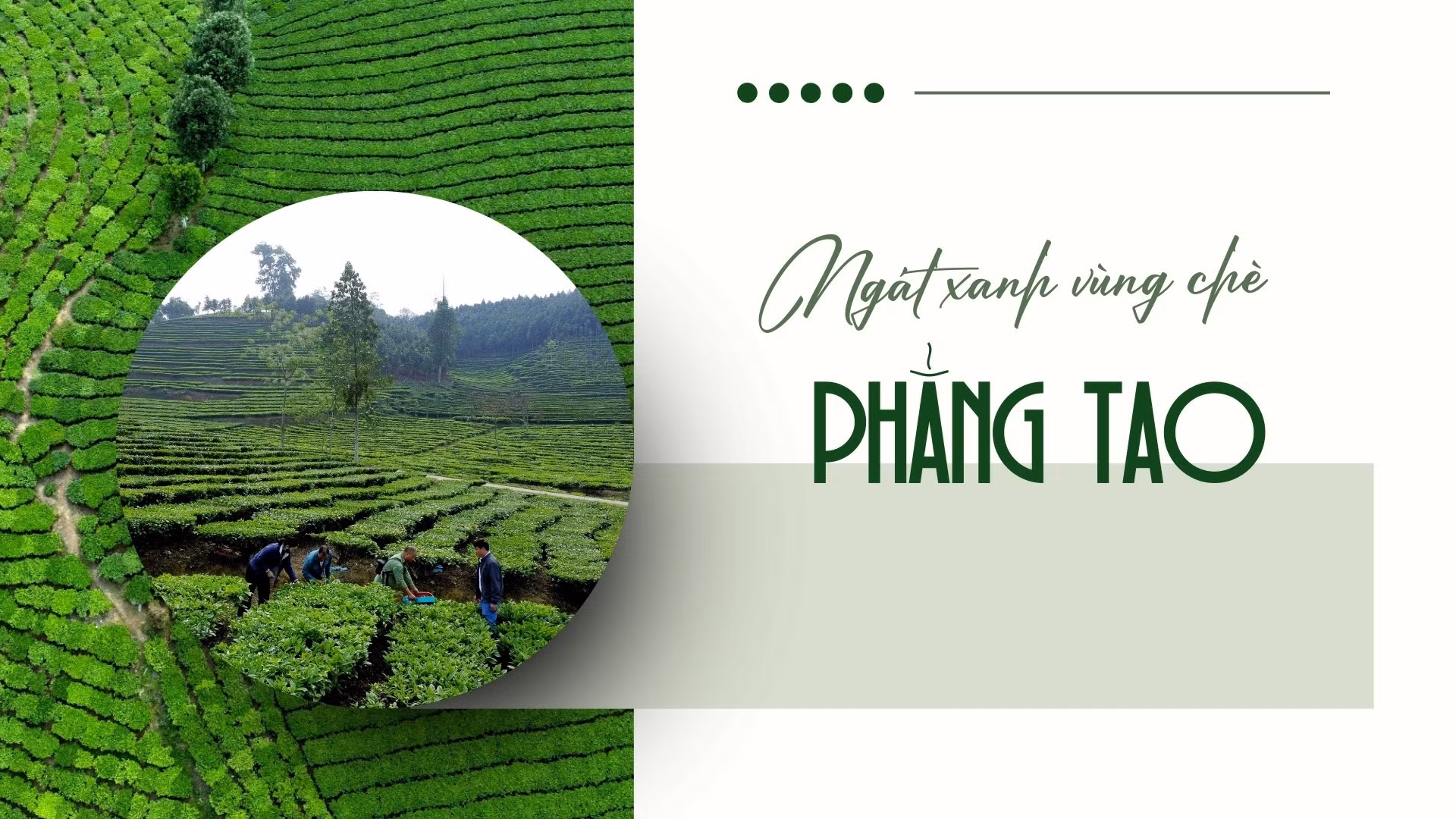 Ngát xanh vùng chè Phẳng Tao