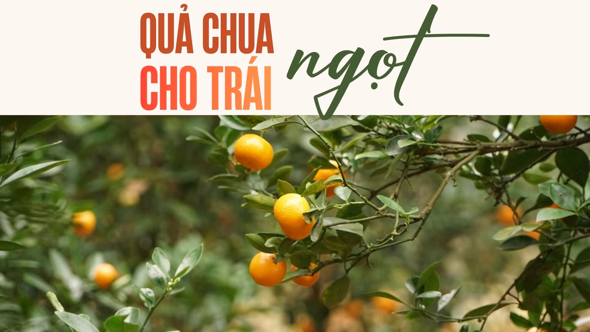 Quả chua cho “trái ngọt”