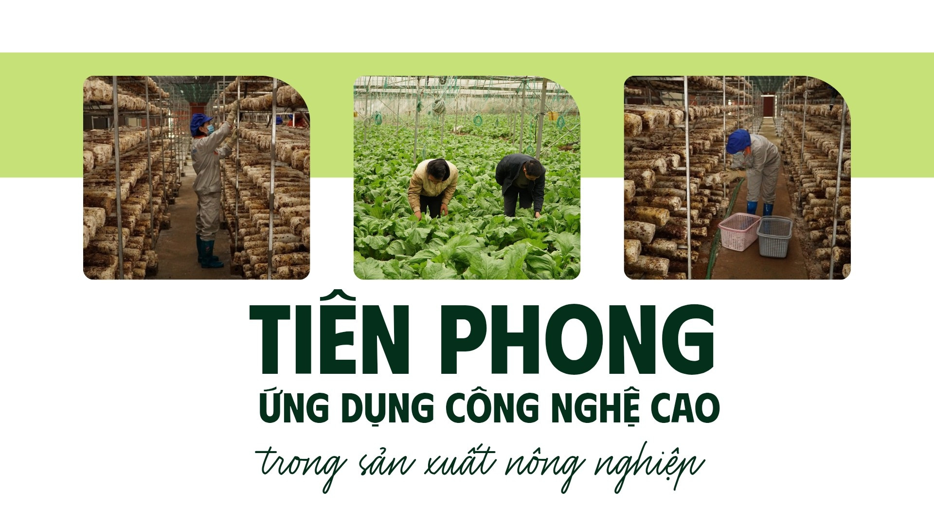 Tiên phong ứng dụng công nghệ cao trong sản xuất nông nghiệp