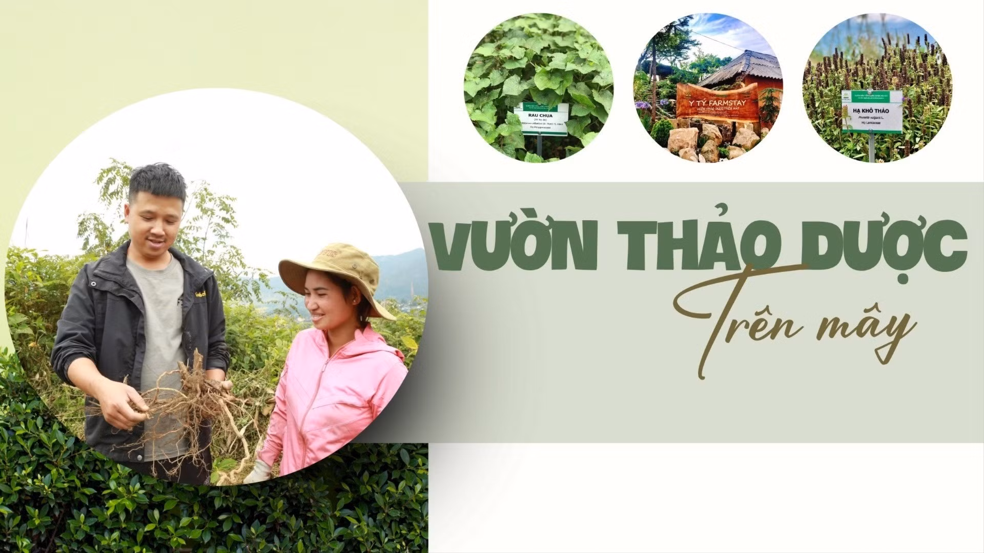 Vườn thảo dược trên mây