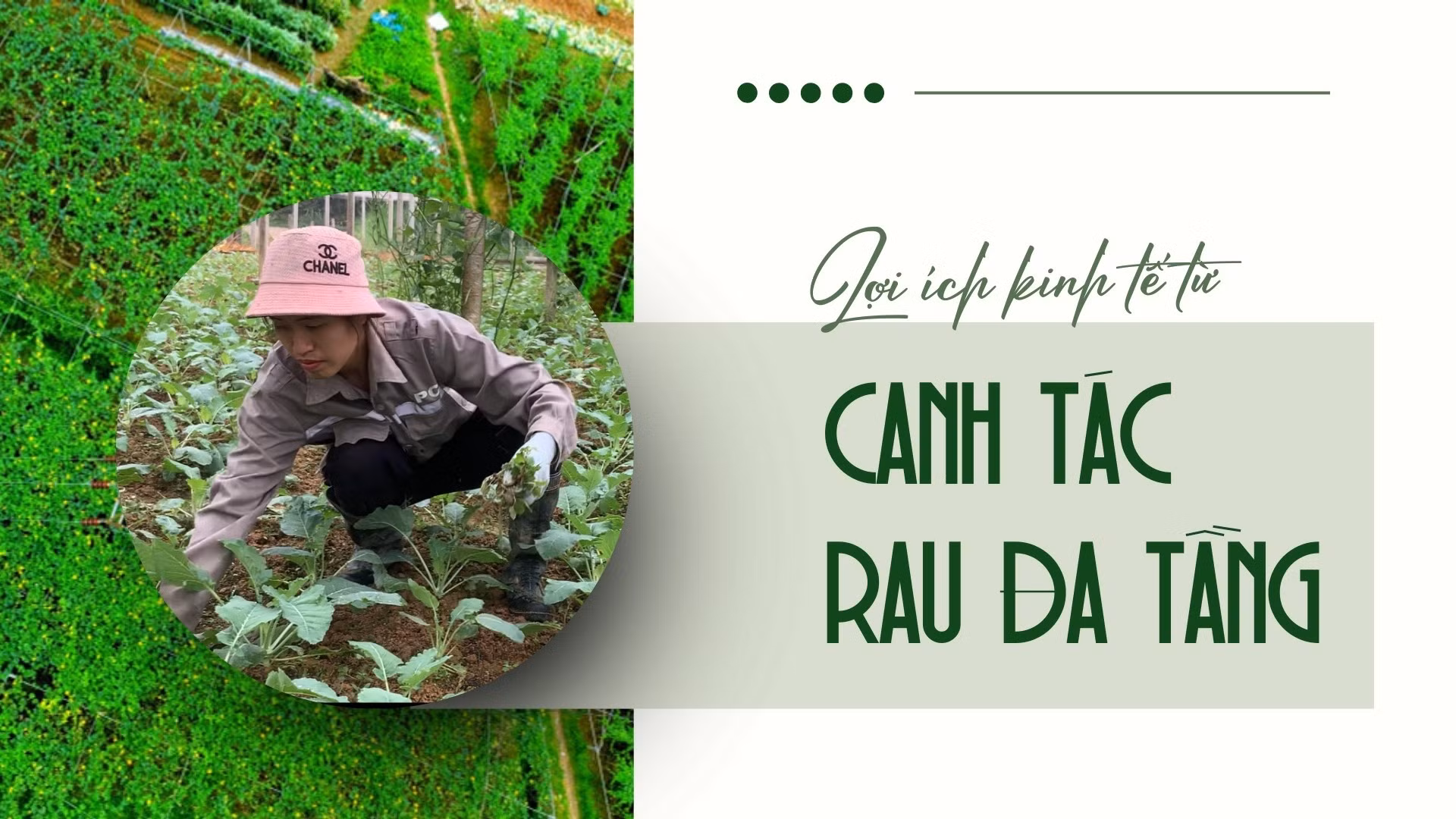 Lợi ích kinh tế từ canh tác rau đa tầng