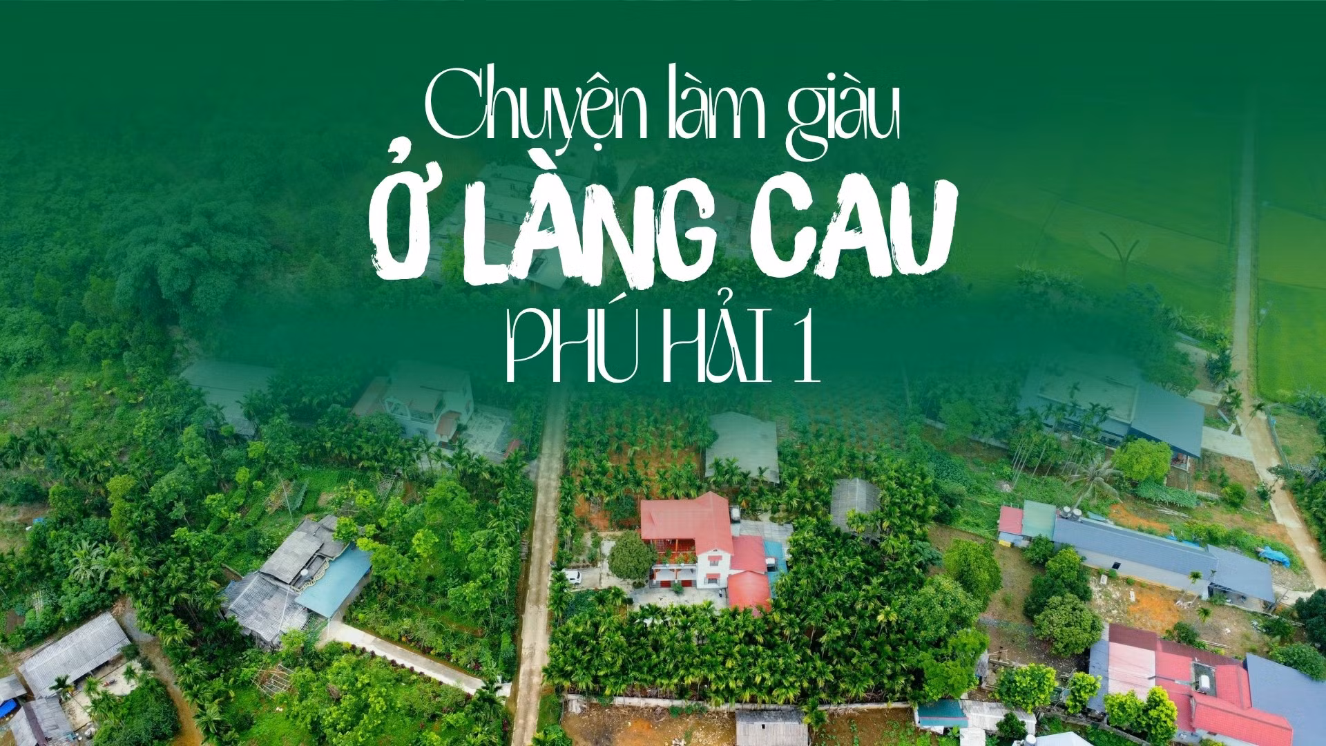 Chuyện làm giàu ở làng cau Phú Hải 1