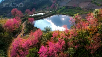 vẻ đẹp của hoa Tớ dày