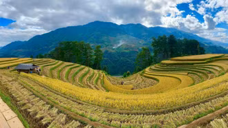 Vẻ đẹp của ruộng bậc thang Mù Cang Chải qua ống kính của NSNA Thanh Miền.