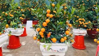 Quất mini - Xu hướng decor Tết "lên ngôi"