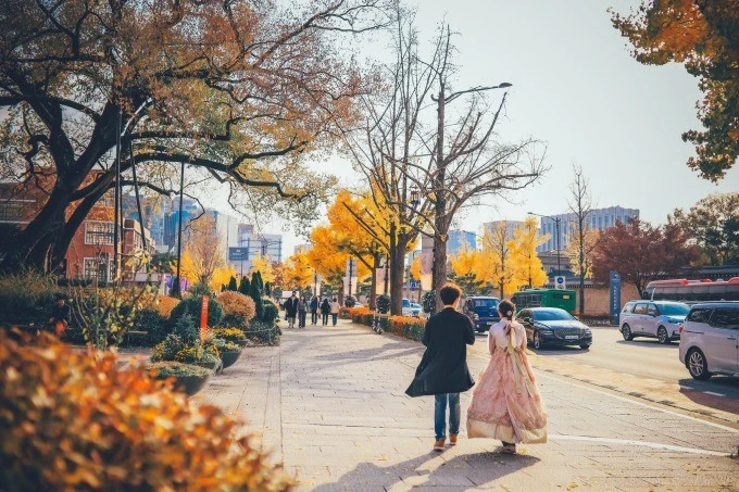 Lá cây chuyển vàng ở Hàn Quốc vào dịp cuối thu.