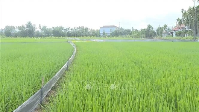 Trong vụ Đông 2024, các tỉnh phía Bắc phấn đấu đạt diện tích khoảng 420.000 ha, sản lượng khoảng 5 triệu tấn.