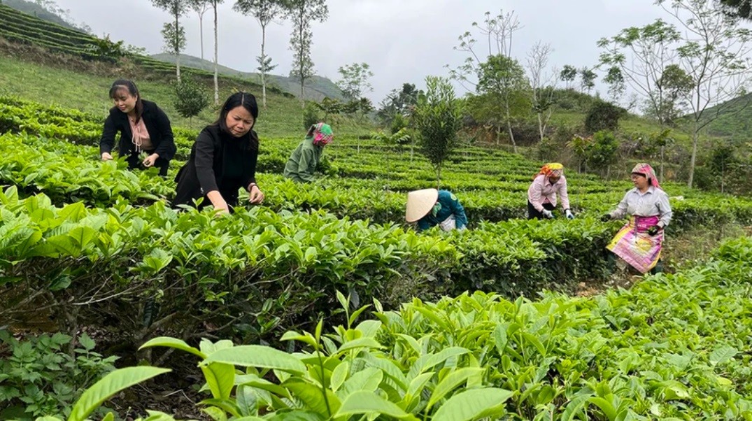 Du khách trải nghiệm hái chè Shan tuyết tại xã Gia Hội, huyện Văn Chấn, Yên Bái. 2.jpg