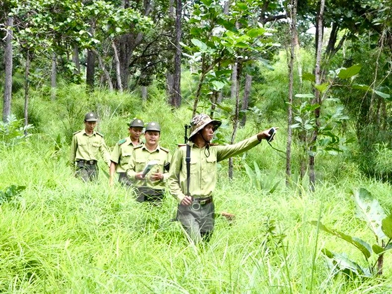 Tăng cường công tác quản lý, bảo vệ rừng.