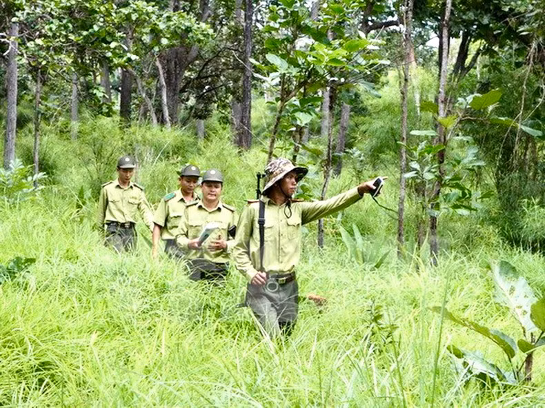 Tăng cường công tác quản lý, bảo vệ rừng.