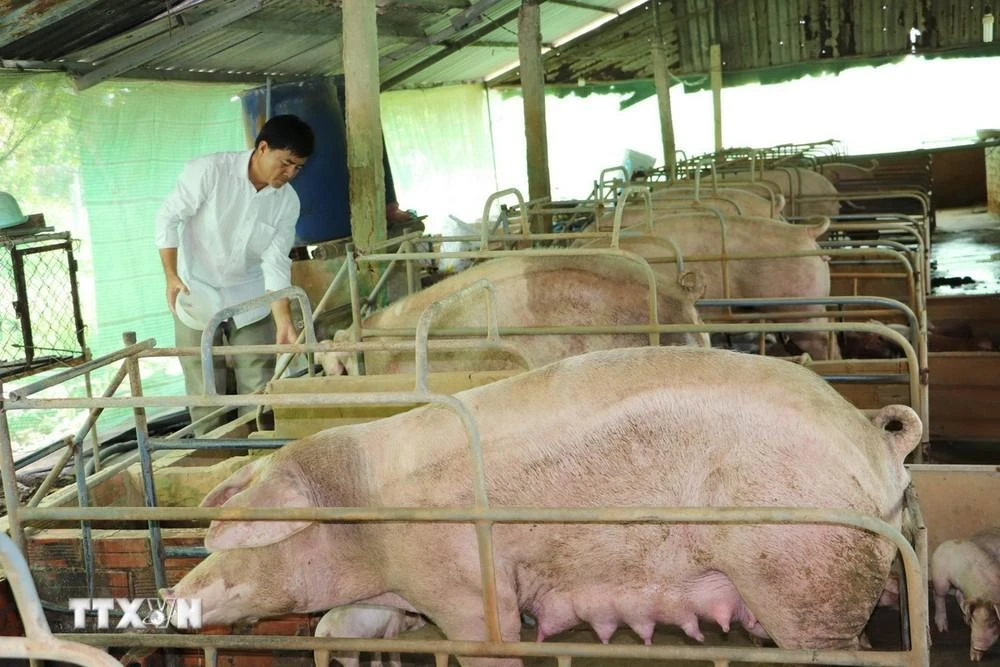 Nuôi lợn quy mô trang trại ở xã Phú An, huyện Cai Lậy (Tiền Giang).