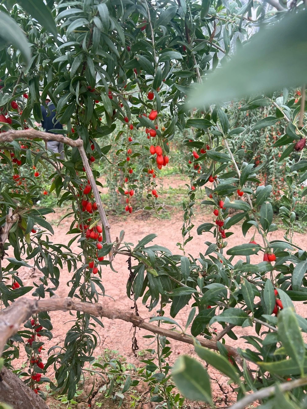 Kỷ tử trồng ở Ninh Hạ luôn có chất lượng đứng đầu bảng. Đây cũng được coi là thủ phủ của loại quả vô cùng bổ dưỡng này tại Trung Quốc.