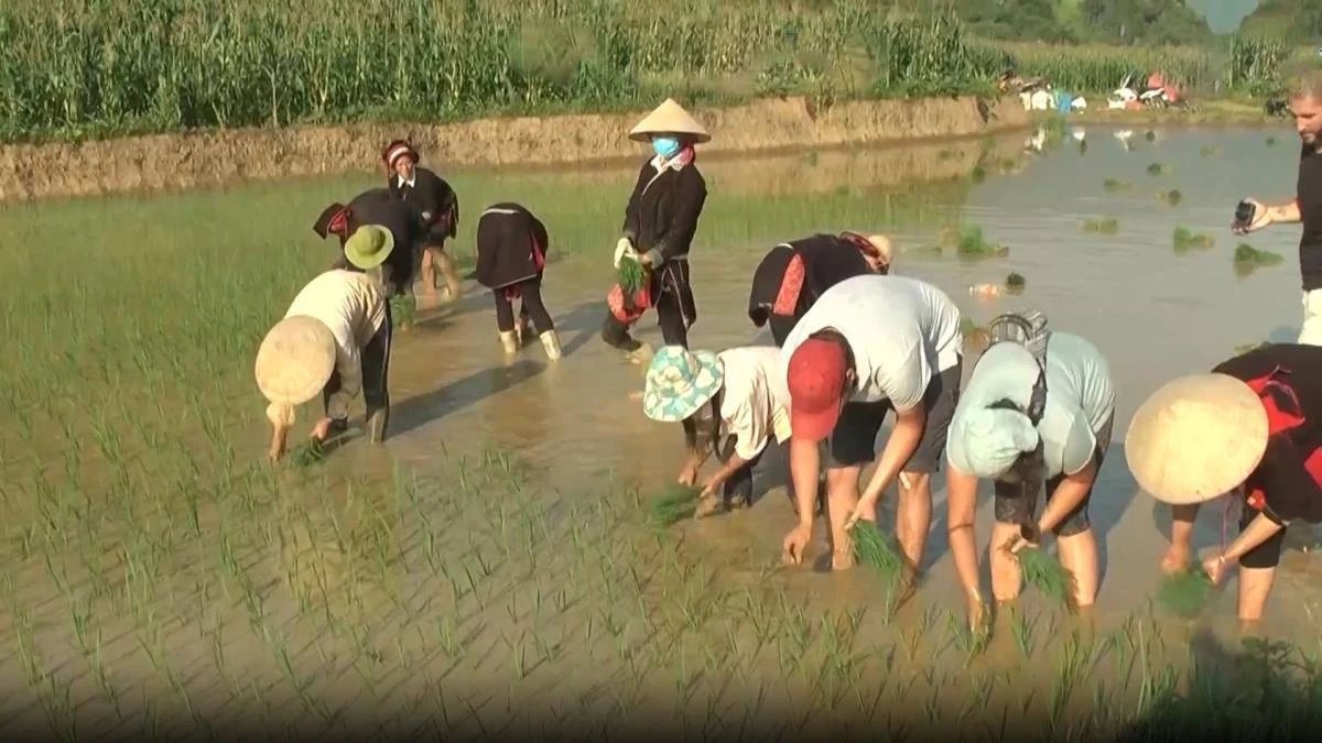 Du khách trong và ngoài nước trải nghiệm hoạt động cấy lúa ở Làng văn hóa du lịch cộng đồng thôn Nặm Đăm.