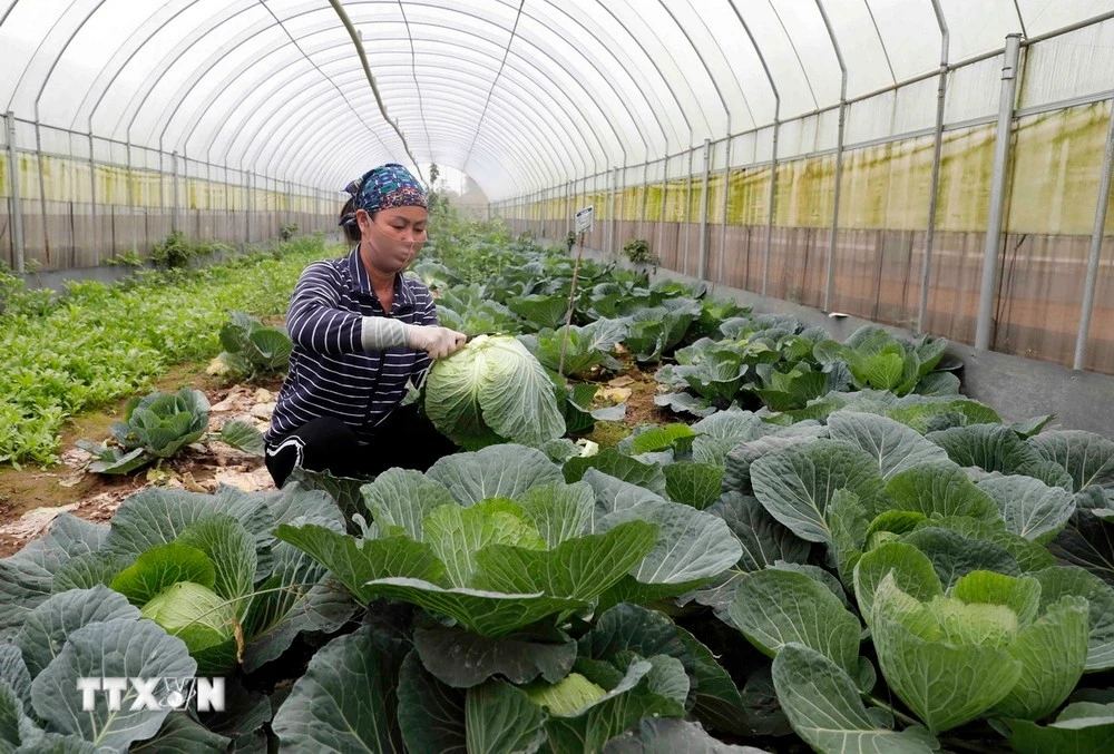 Gia đình chị Hoàng Thị Nhung ở xã Tàm Xá, huyện Đông Anh vay vốn ưu đãi đầu tư nhà lưới trồng rau sạch cho hiệu quả kinh tế cao.