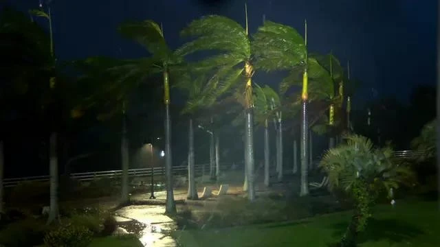 Cây cối bị gió mạnh thổi bay ở Bradenton, Florida, tối 9/10.