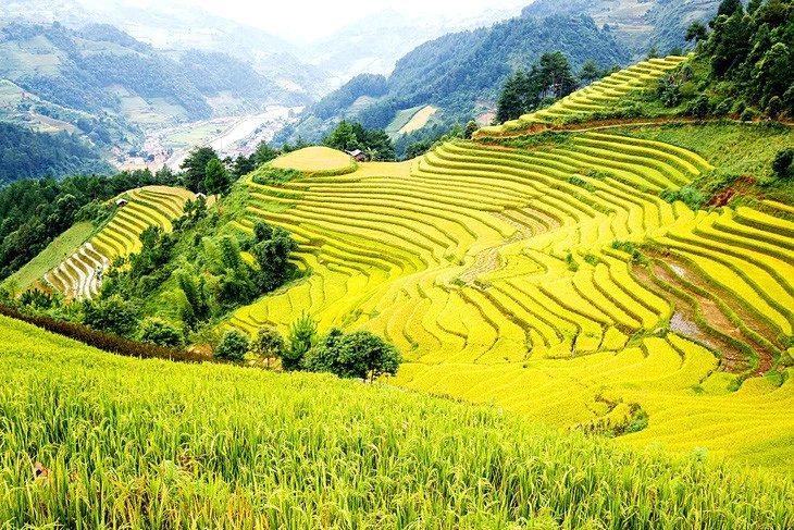 Mùa vàng trên ruộng bậc thang Mù Cang Chải kéo dài hết tuần thứ ba của tháng 10.