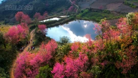 vẻ đẹp của hoa Tớ dày