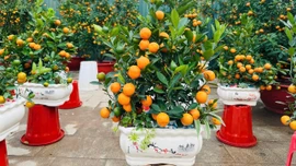 Quất mini - Xu hướng decor Tết "lên ngôi"