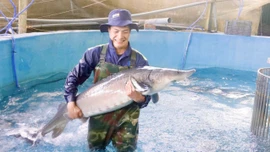 “Báu vật” khổng lồ trong dòng nước lạnh Hoàng Liên Sơn