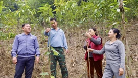 Hội Nông dân xã Bảo Hà phát huy vai trò hỗ trợ nông dân sản xuất, kinh doanh